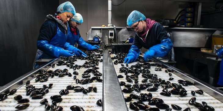 Production sorters in a production line sorting through mussels.