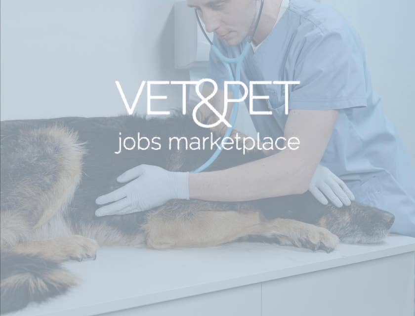 Pet Jobs In Ct