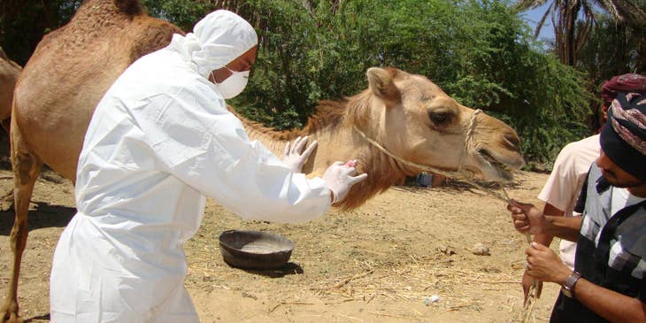 Animal Breeder getting some blood samples from the camel's neck