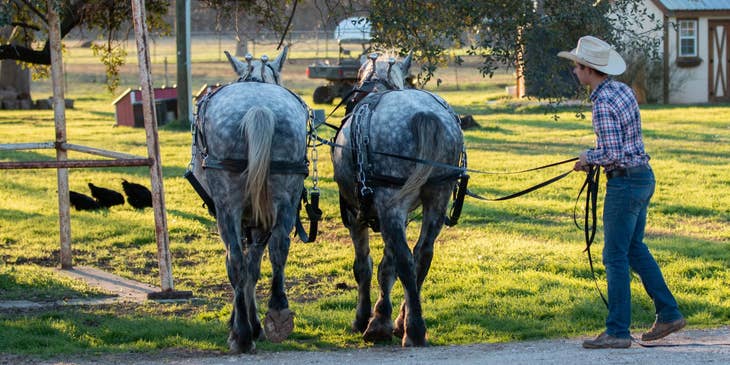 Animal Trainer wearing a cowboy hat and walking two horses on leash on the way to the paddock