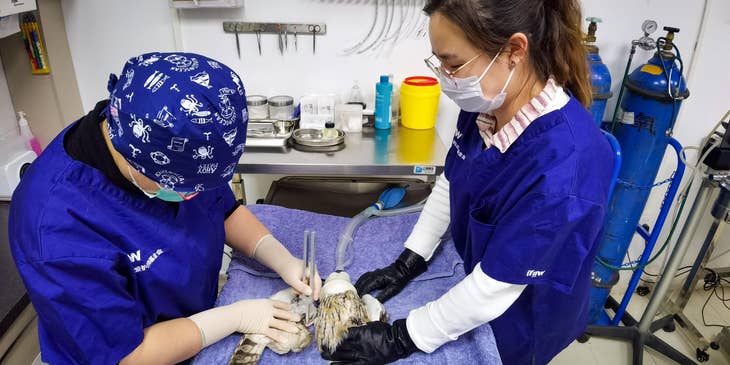 Associate Veterinarian holding a bird down on the operating table while the veterinarian checks for vitals.