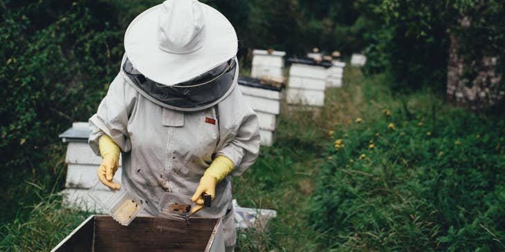 Beekeeper in the process of splitting the colonies and wearing protective gear