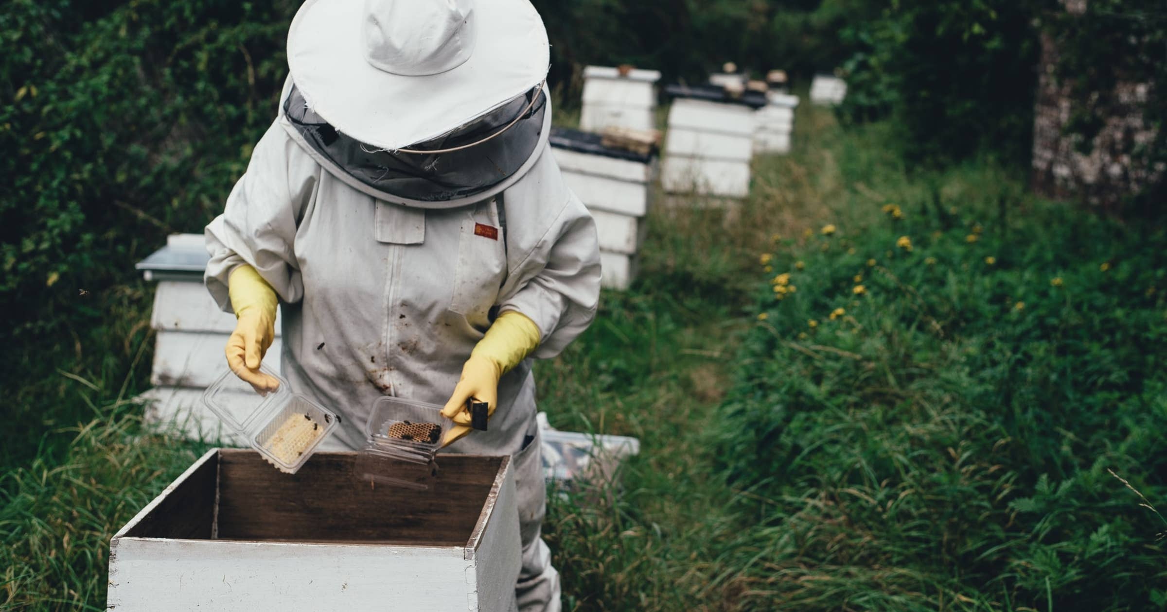 adopt-a-beehive-save-a-beekeeper-wbur-news