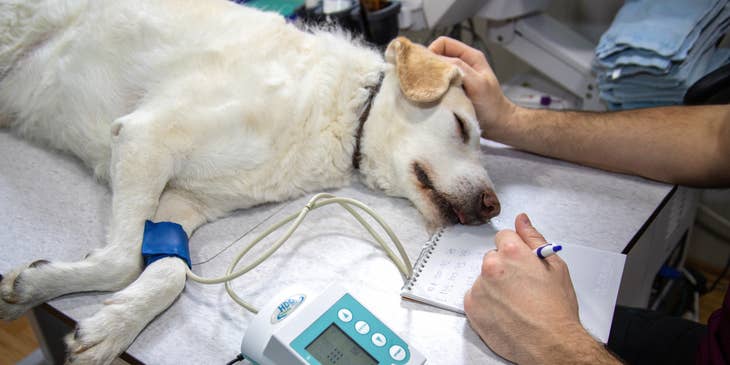 Un perro siendo tratado en una clínica veterinaria.
