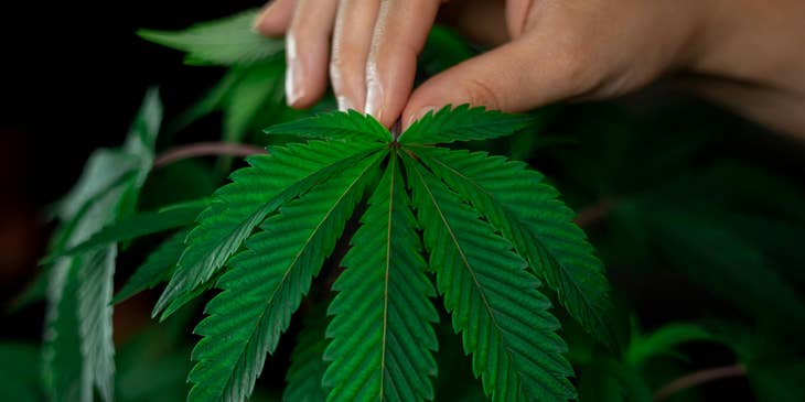 A person holding a cannabis plant.