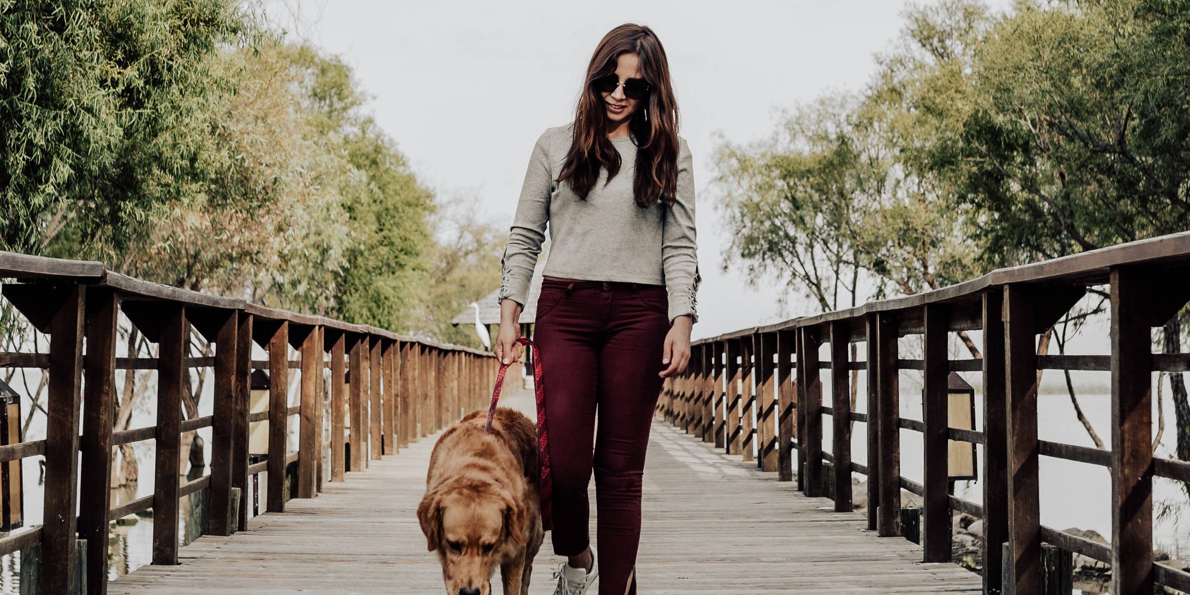 what is required to be a dog walker