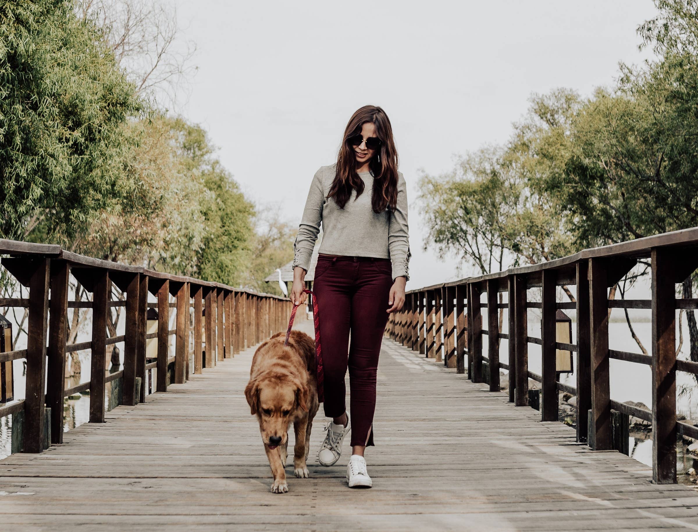 what is required to be a dog walker