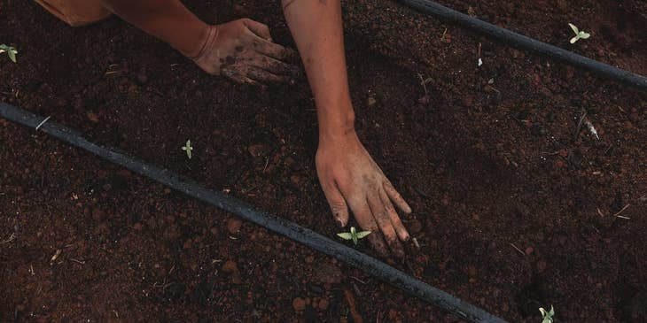 A master grower planting a cannabis seed.