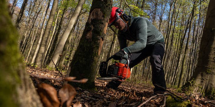 Treefeller cutting down a natural resource in a forest.
