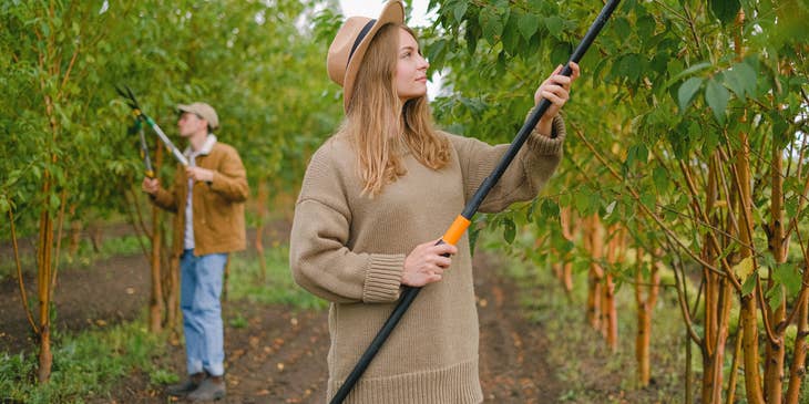 Two seasonal workers cutting branches in an orchard.