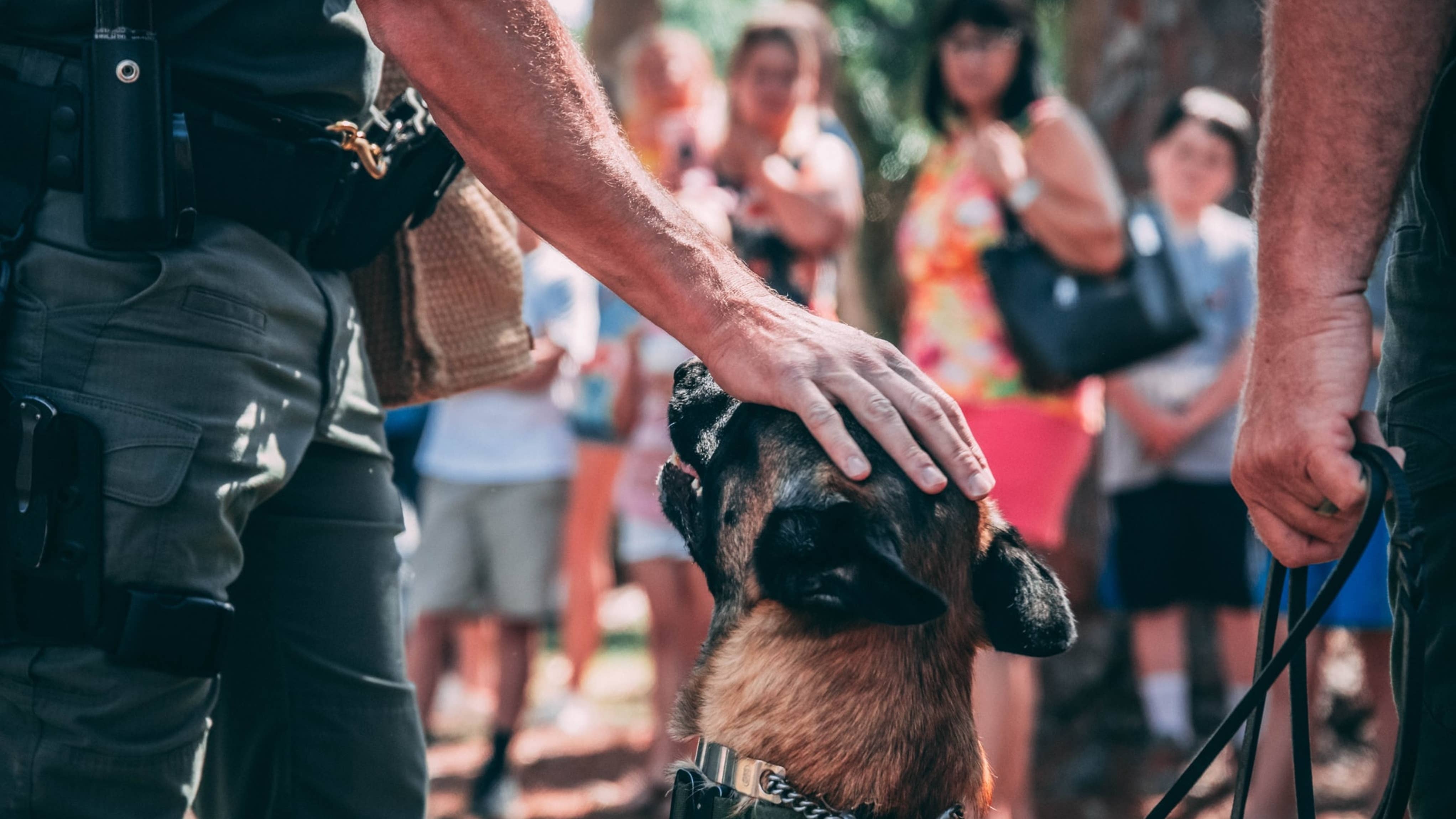 what qualifications do you need to be a dog handler in the police