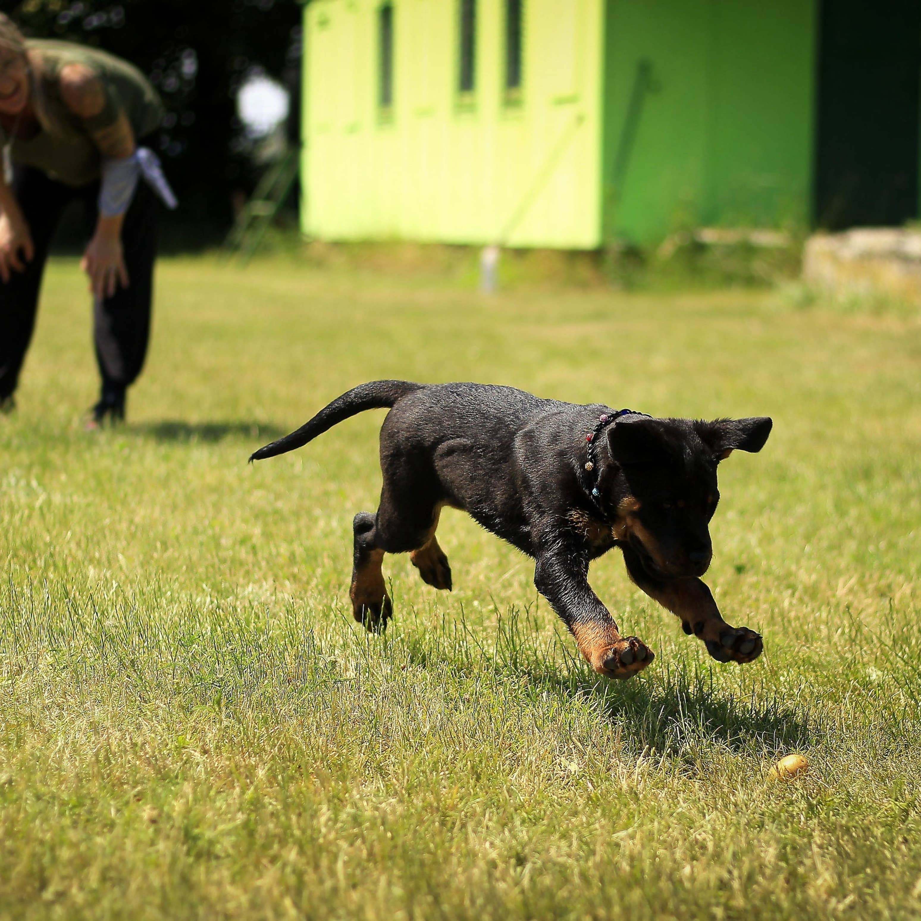 what are the responsibilities of a dog walker