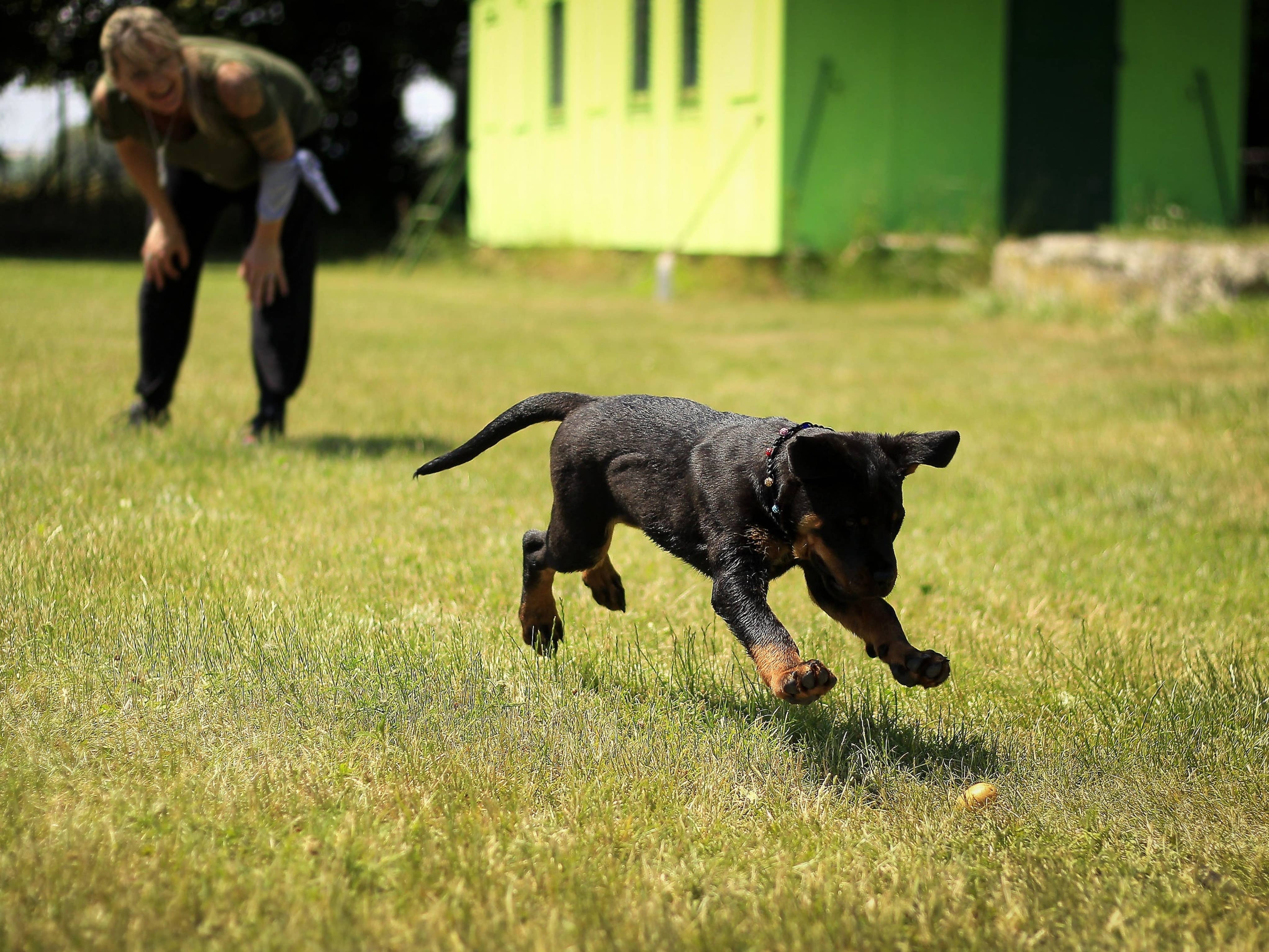 what qualifications do i need to be a guide dog trainer