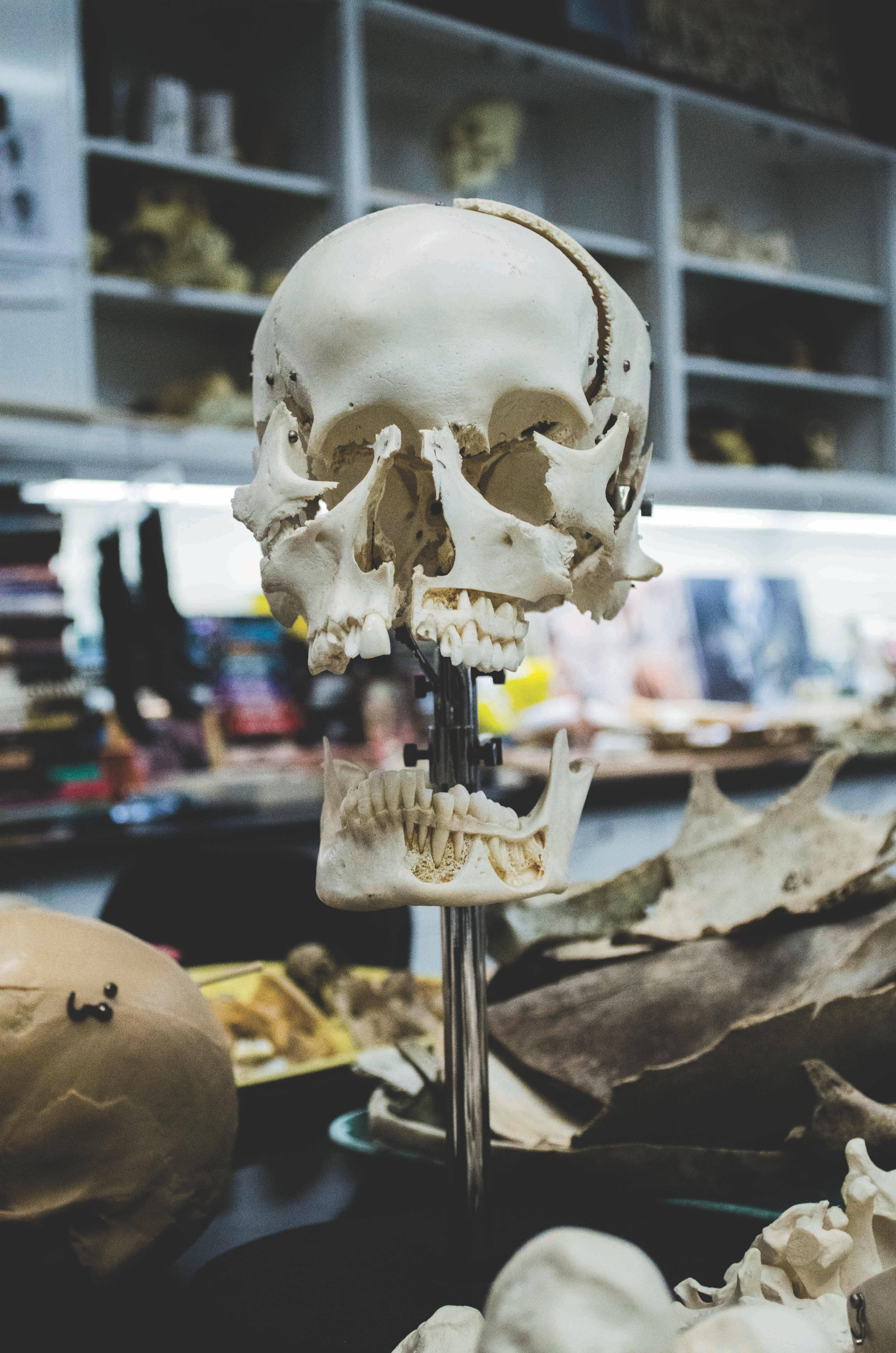 Forensic Anthropologist Job Description