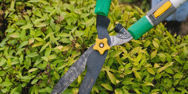 Groundskeeper trimming a shrub with garden shears