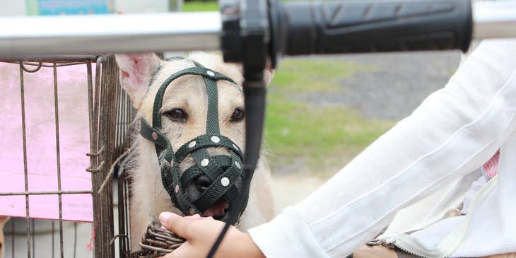 Kennel attendant holding a chain and a dog with mouth guard