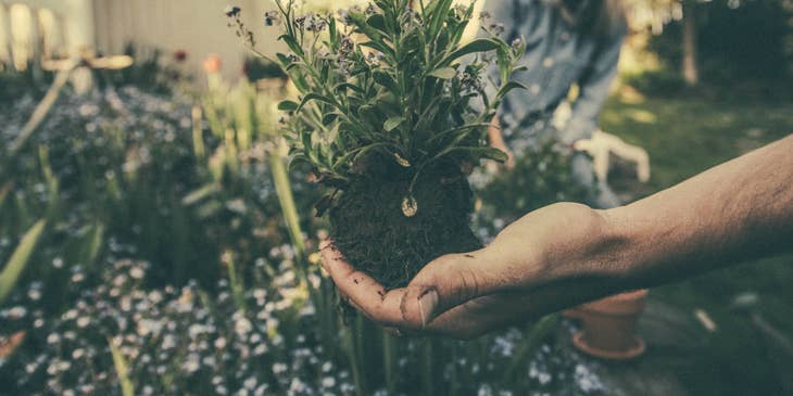 Landscaper planting flowering plant on a front lawn