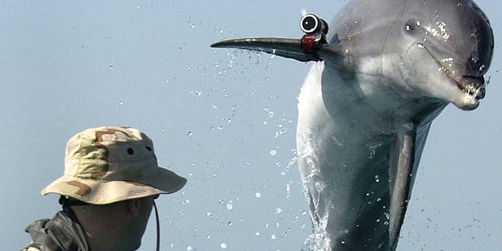 dolphin behind a Marine Biologist