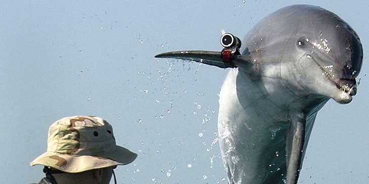 dolphin behind a marine biologist