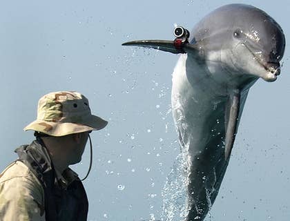 Marine Biologist Job Description