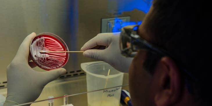 Microbiologist  preparing foodborne bacteria for a DNA fingerprinting test.
