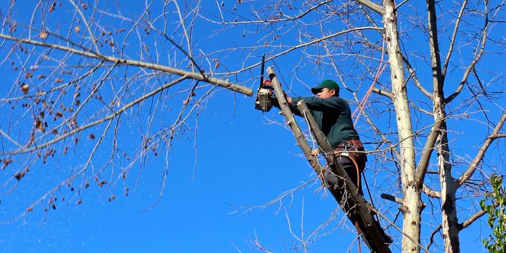 Tree groundsman cutting down some branches