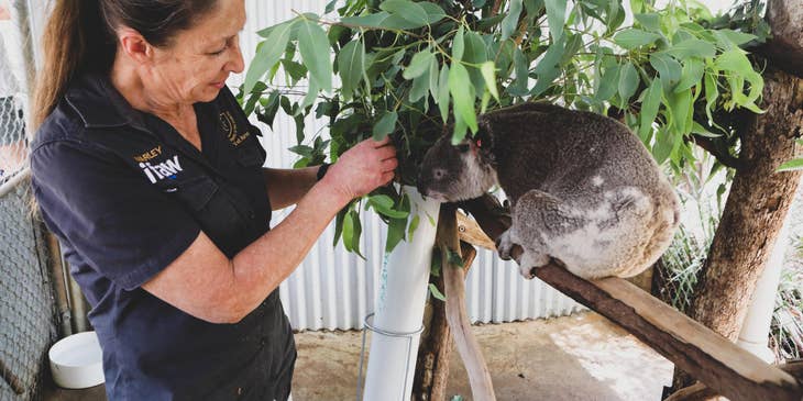 Veterinary assistant helping to restore the koala's health and reintroducing it to its natural habitat