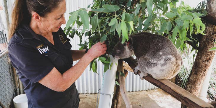 Veterinary Assistant helping to restore the koala's health and reintroducing it to its natural habitat