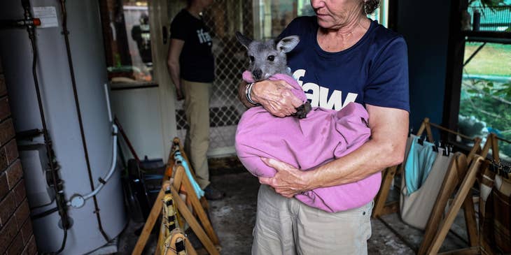Veterinary nurse holding a wallaby wrapped in a pink blanket
