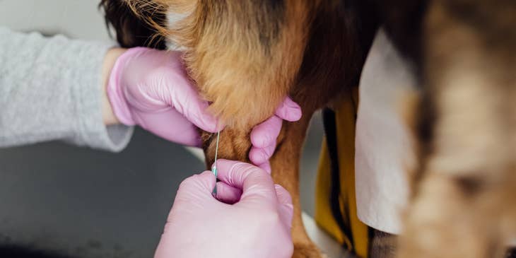 Veterinary Technician extracting blood specimen from a patient on the pet table